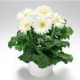 Seminte profesionale  Gerbera jamesonii - Gerbera - imagine 49185